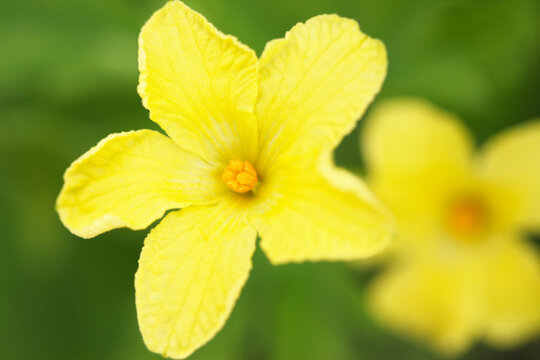 2 498 最適な ヘチマの花 画像 ストック写真 ベクター Adobe Stock