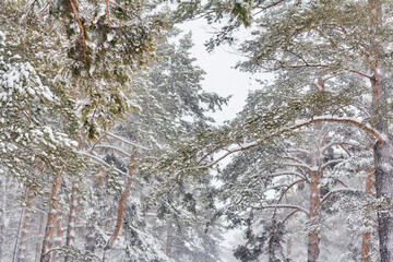beautiful winter landscape during a snowfall. pine trees covered with snow in forest. soft blur background. Christmas mood