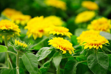 ヒマワリテディーペア