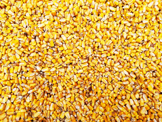 Yellow Corn Seed Grain Background Texture for a Sensory Pit or Activity