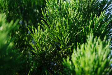杉の若葉