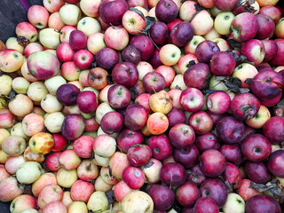 Many Red and Yellow Apples in a Big Wooden Bin Outside at a Farm