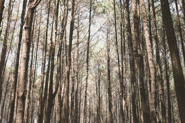 Obraz premium Autumn Fall landscape of pine forest in hutan pinus mangunan, yogyakarta, indonesia.