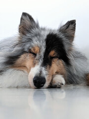 A smiling herding dog lying on the floor with white background