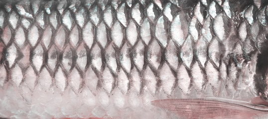 Fish scale texture of  siamese mud carp freshwater tropical fish natural background © Amphawan