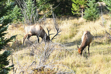 Bull Elk and Cow