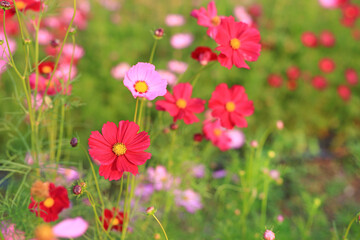Obraz na płótnie Canvas Beautiful cosmos flower blooming in the summer garden field in nature.