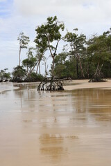 trees on the beach