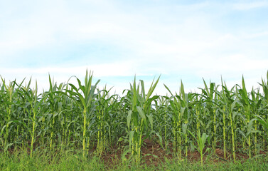 Fototapeta premium A young green corn field against sky with clouds background