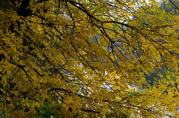 
bright colors of autumn