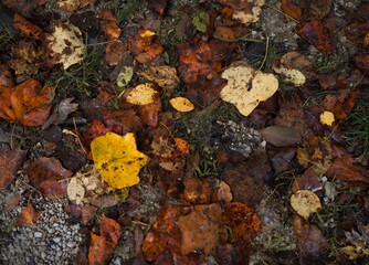 This close up image shows autumn leaves covering the ground. slightly wet from a recent rain.