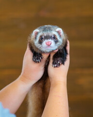 Female hands hold a small fluffy ferret puppy
