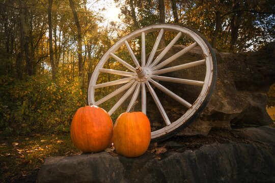 This autumn image shows a large rustic tractor wheel and two orange pumpkins in the middle of a rural, nature, tree lined setting.