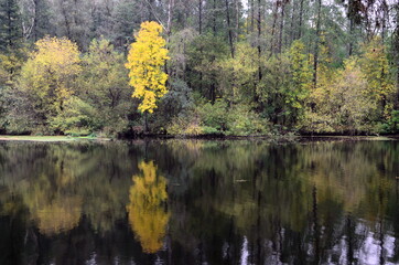 autumn trees reflected in water