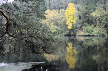 autumn trees reflected in water