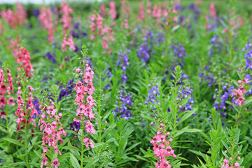 Beautiful for get me not flower in the garden.