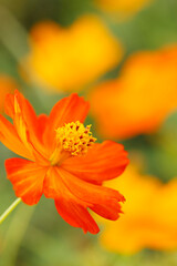 キバナコスモス