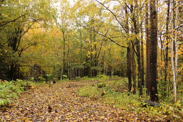 秋の森と落葉の道
