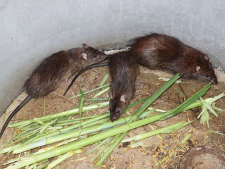 Three farm mice raised in a cement pond for sale