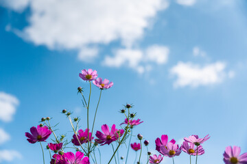 Cosmos swaying in the wind and the blue sky