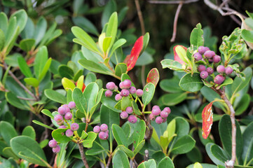 紫の実をつけた樹木