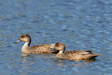 Grey Teal in Australasia