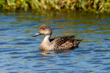Grey Teal in Australasia