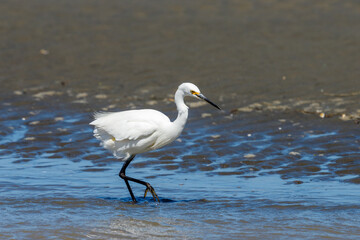 Little Egret in Australasia