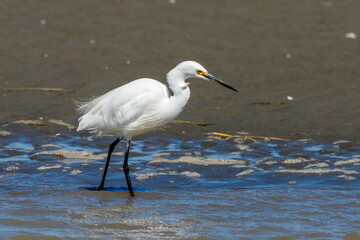 Little Egret in Australasia