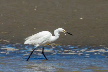 Little Egret in Australasia