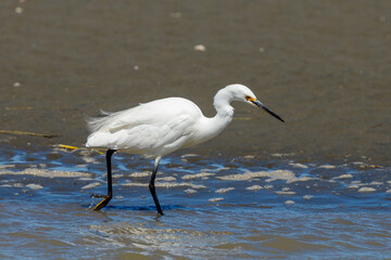 Little Egret in Australasia
