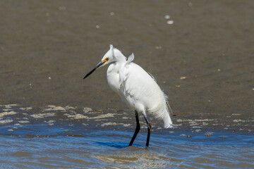 Little Egret in Australasia