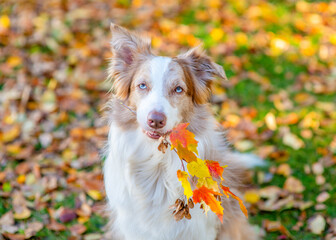 Adult Border collie dog holds yellow leaves in it mouth at autumn park
