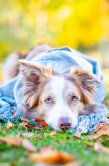 Sad Border collie dog wearing warm scarf looks at camera at autumn sunny park
