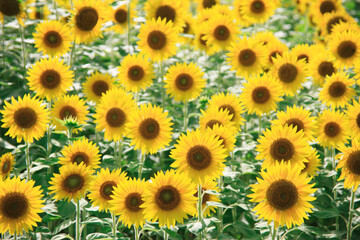 Obraz premium ひまわり畑