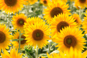 Obraz premium ひまわり畑