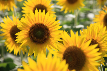 Obraz premium ひまわり畑