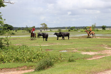 horses on a meadow