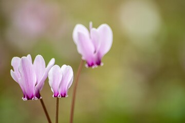 Obraz premium この花はとても珍しいシクラメンの原種です