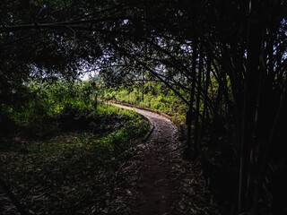 Fototapeta premium A narrow soil road goes through the bamboo forest.