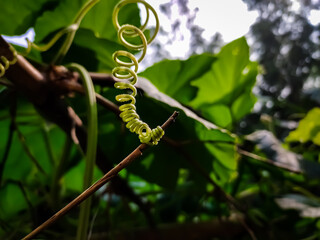 This is a tendril, a tendril is a specialized stem, leaves or petiole with a threadlike shape that is used by climbing plants for support.