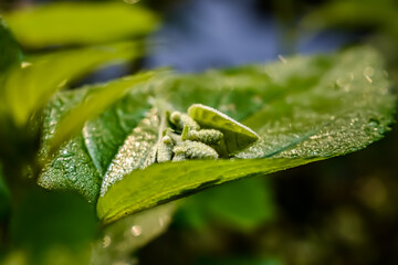 Morning sunlight fall on a wet green leaves close-up macro shot in the winter season.