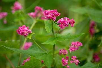 はるばるネパールからやってきた赤蕎麦は「高嶺ルピー」とも呼ばれて日本に定着しました