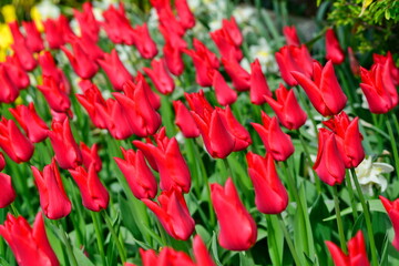 Beautiful Tulips in Skagit Valley, Washington-USA