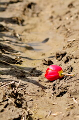 Broken Red Tulip