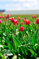Beautiful Tulips in Skagit Valley, Washington-USA