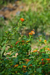 plain tiger butterfly