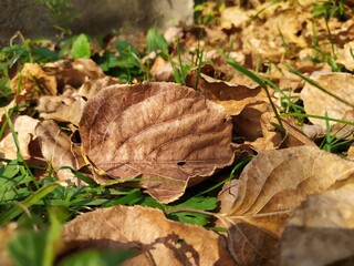 mushrooms in the grass