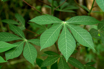close up of Cassava leaves