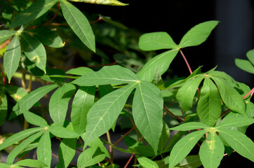 Fototapeta na wymiar Cassava (Manihot esculenta) leaves in the garden